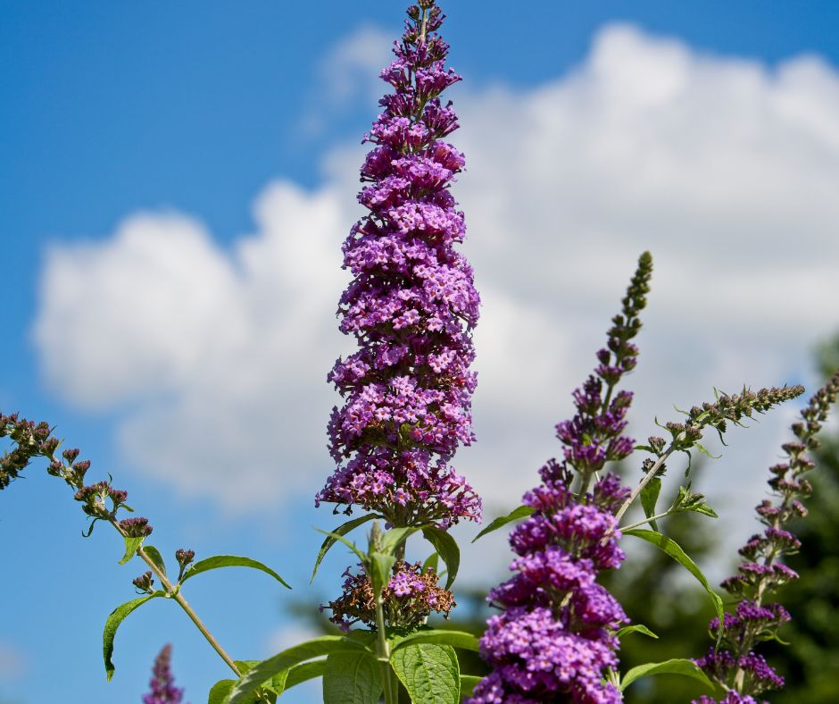 A vibrant Butterfly Bush attracting butterflies, with its long, colorful flower spikes, perfect for sunny gardens in Spring Hill.