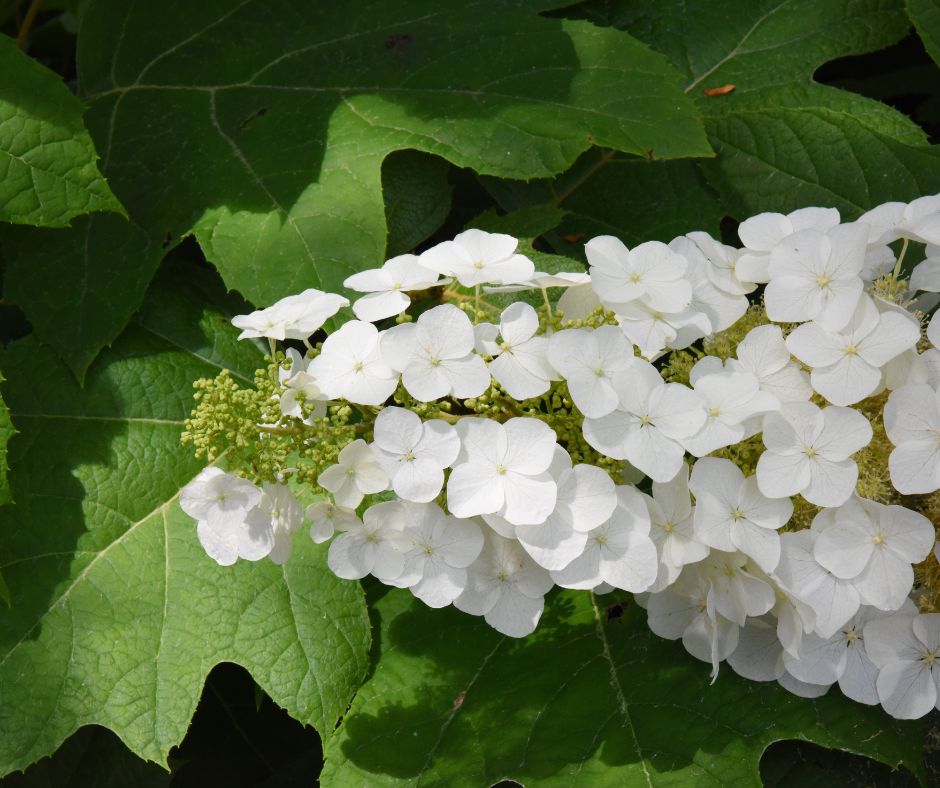 Beautiful Oakleaf Hydrangea showcasing white summer blooms and green foliage, a native plant thriving in Middle Tennessee's clay soil.