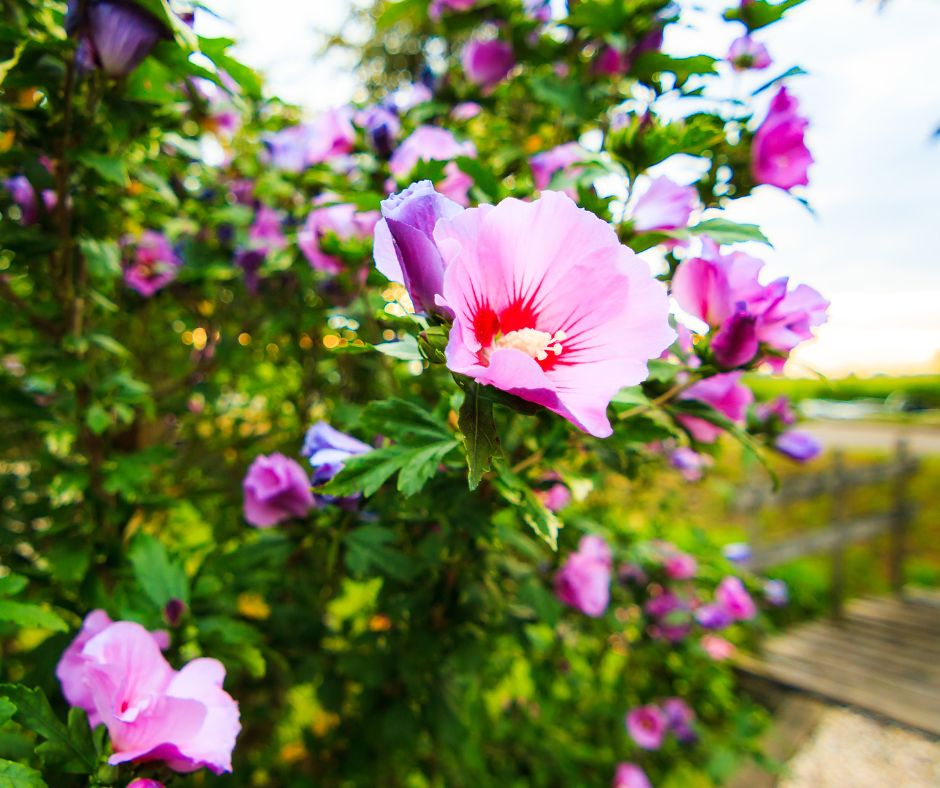 Rose of Sharon shrub in bloom, displaying its striking summer flowers in shades of pink, purple, or white, suited for Spring Hill's climate