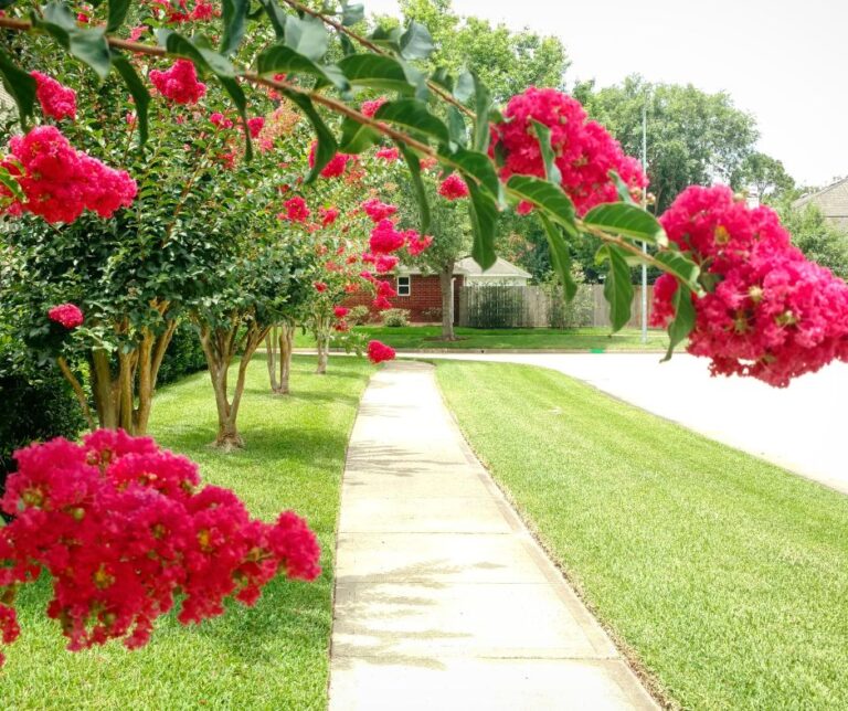 Vibrant Crepe Myrtle in full bloom, showcasing its lush, colorful flowers, ideal for hot and humid climates like in Spring Hill, TN.