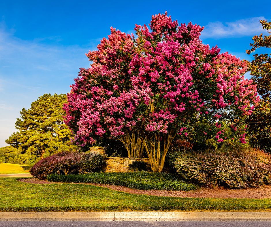 Vibrant Crepe Myrtle in full bloom, showcasing its lush, colorful flowers, ideal for hot and humid climates like in Spring Hill, TN.