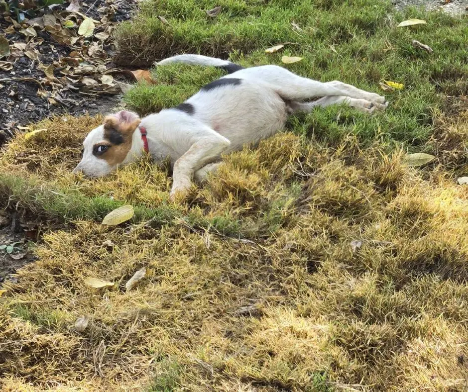 Small dog named Dash rolling joyfully in freshly installed sod in Spring Hill, TN